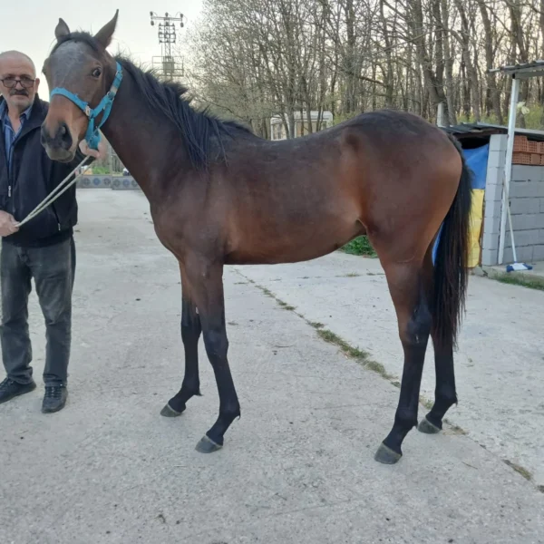 SUPER SAVER 2025 TAYI